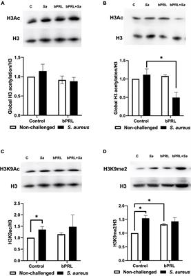 Prolactin regulates H3K9ac and H3K9me2 epigenetic marks and miRNAs expression in bovine mammary epithelial cells challenged with Staphylococcus aureus